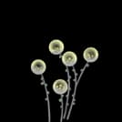 Moon Flower Stage 1