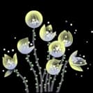 Moon Flower Stage 3
