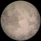 The Gardeners Moon